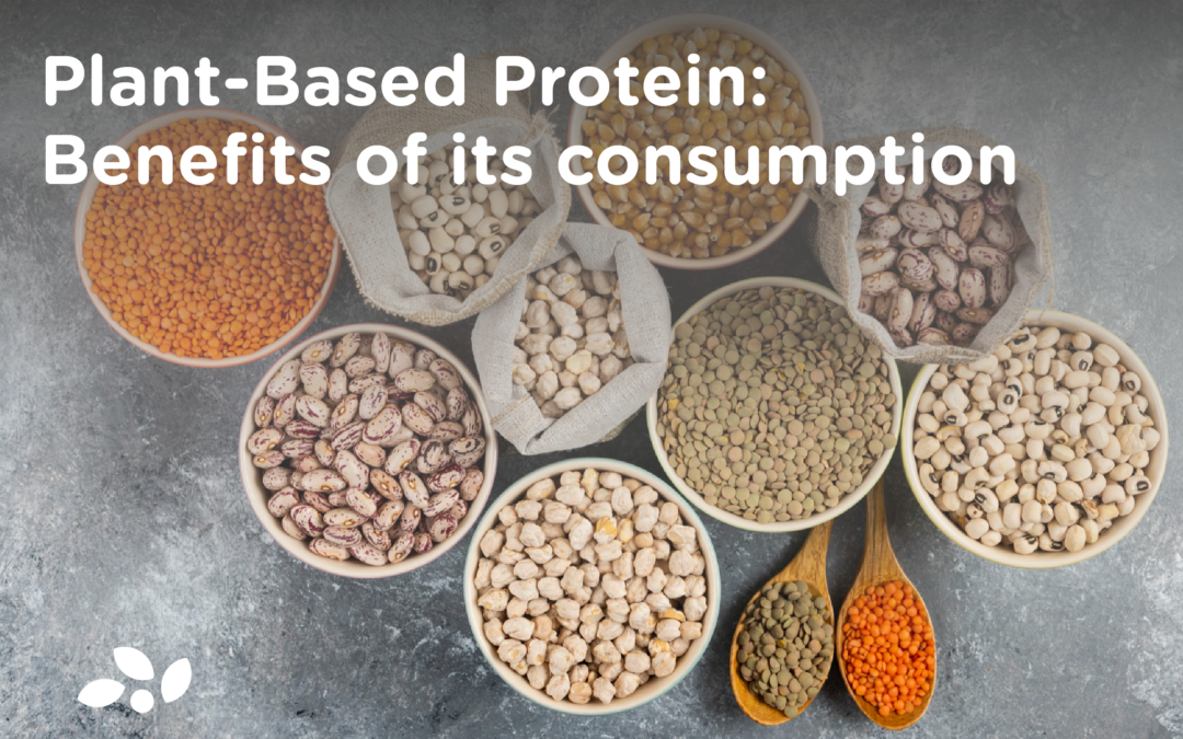 Proteína de Base Vegetal: Beneficios de su consumo